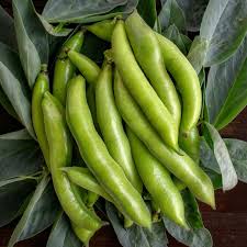 Broad Bean Aguadulce