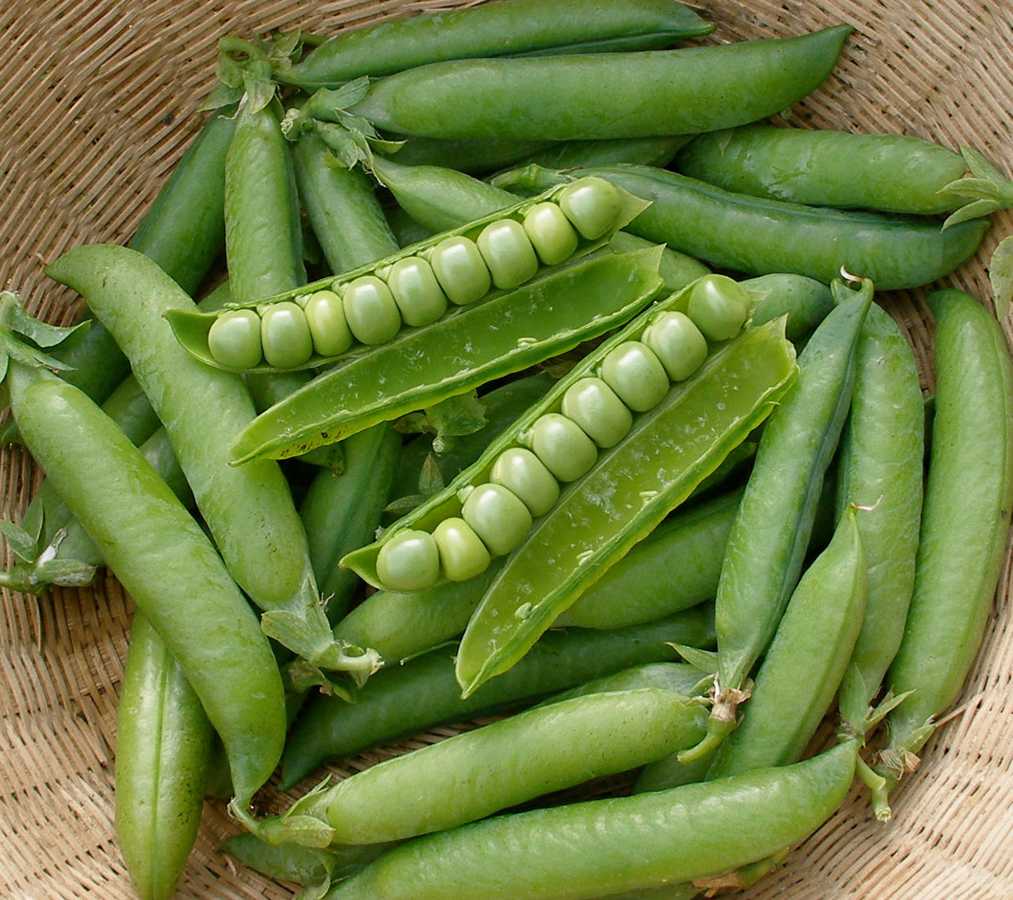 Pea Kelvedon Wonder Seeds - O'Tooles Tools