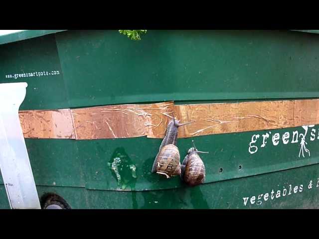 Slug Barrier Tape - 4M