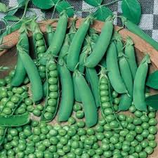 Pea Onward Seeds