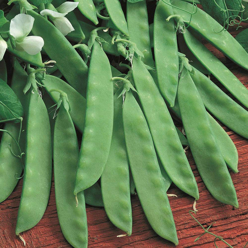 Pea (Mangetout) Sweet Sahara - O'Tooles Tools
