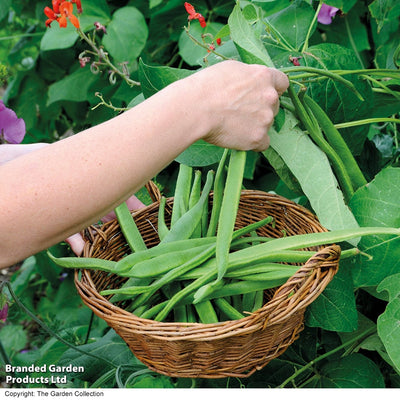 Runner Bean Polestar Seeds - O'Tooles Tools