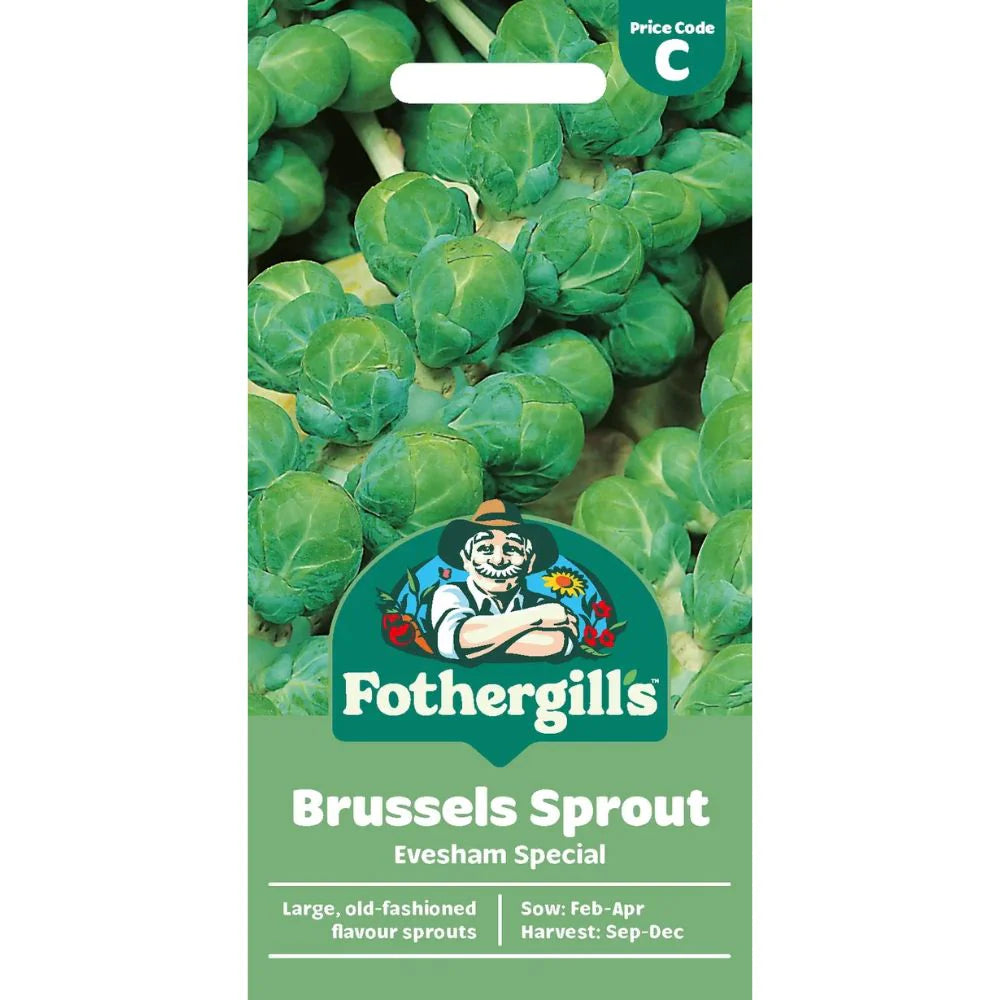 Brussel Sprout Evesham Special
